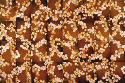 whitecurrent (brown)